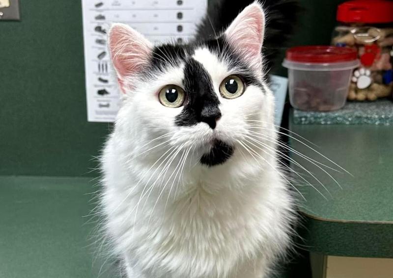 Dearborn Family Pet Care Dearborn veterinarians